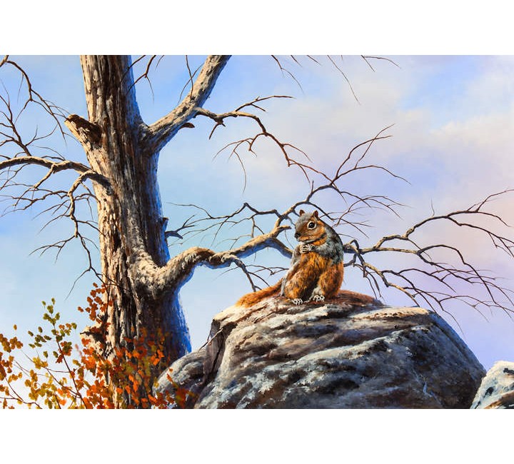 8841 Squirrel on Rock 8841 Squirrel on Rock