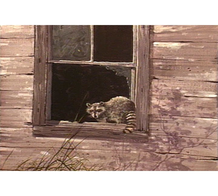 8886 Raccoon in Window 8886 Raccoon in Window