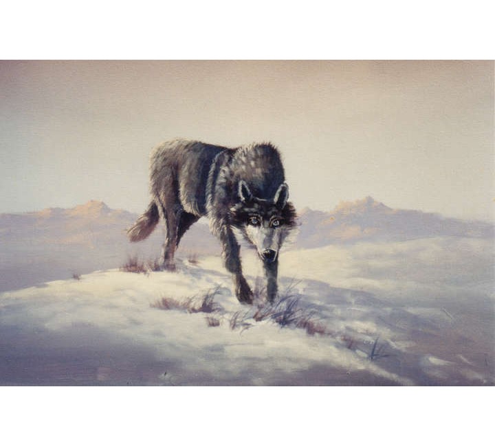 8931 Wolf 8931 Wolf