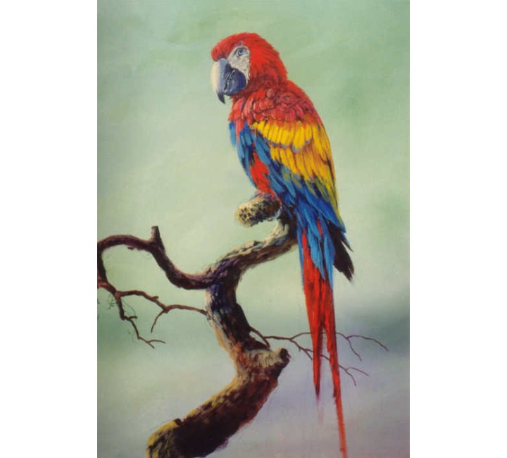 8937 Macaw 8937 Macaw