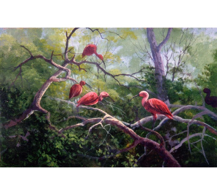 8943 Ibis Birds 8943 Ibis Birds