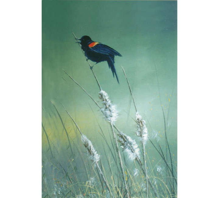 8994 Red Wing Blackbird 8994 Red Wing Blackbird