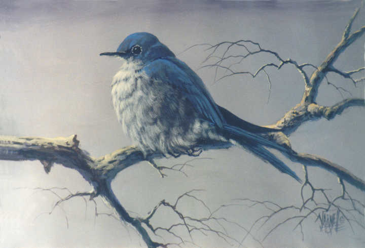 #8807 Bluebird