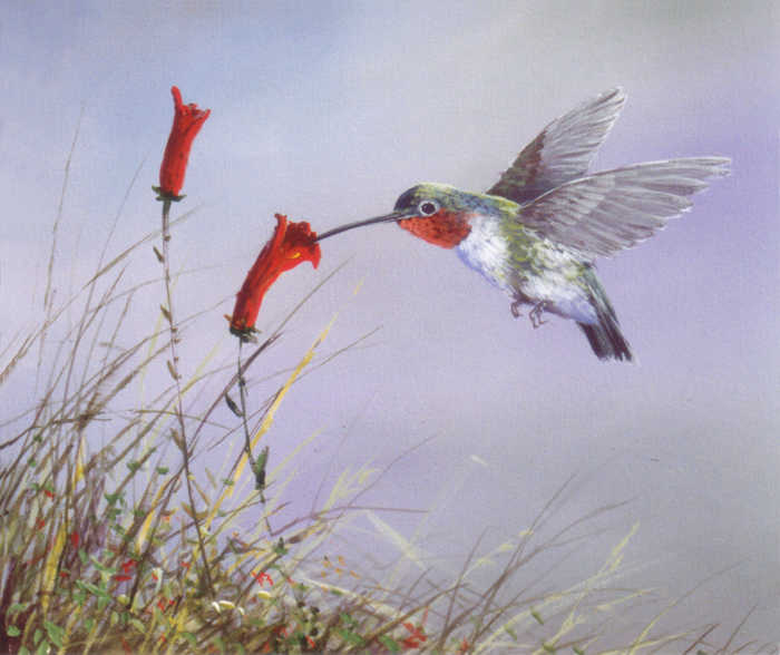 #8857 Hummingbird