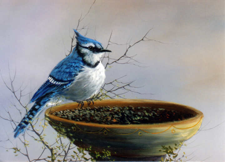 #8873 Bluejay on Feeder