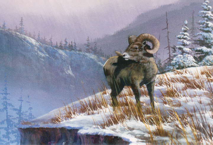 #8876 Ram on Mountain