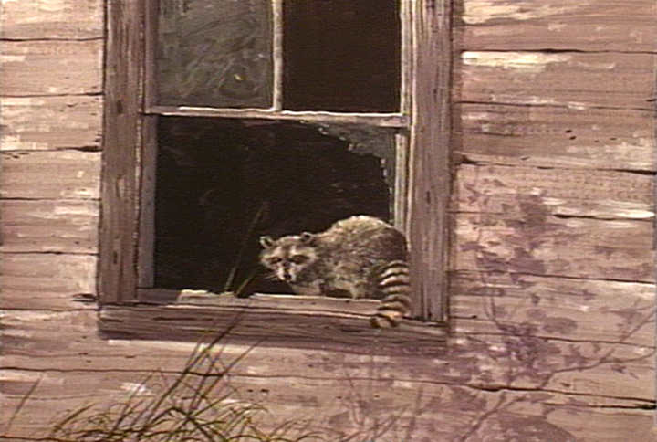 #8886 Raccoon in Window