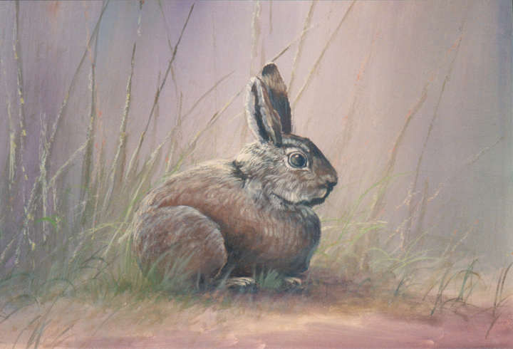 #8932 Rabbit
