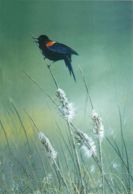 #8994 Red Wing Blackbird